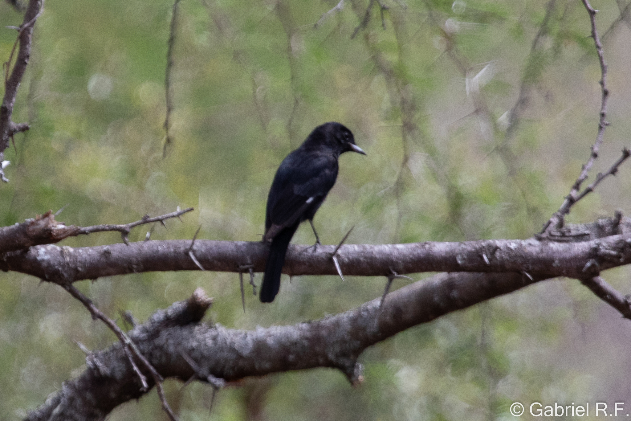 Hudson's Black Tyrant (Knipolegus hudsoni), photo 1