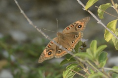 Junonia neildi varia
