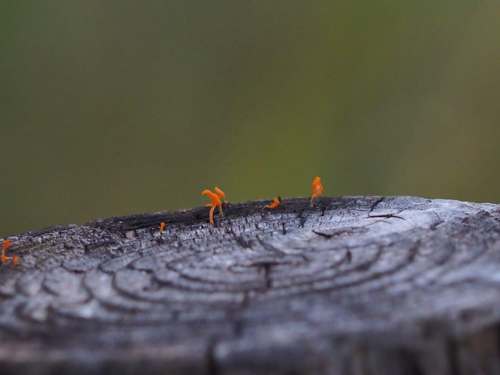 Dacrymyces spathularia