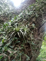 Tillandsia didisticha