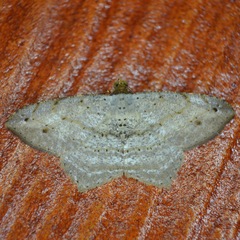 Psamatodes pernicata