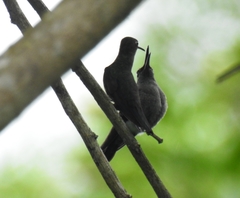 Eupetomena cirrochloris