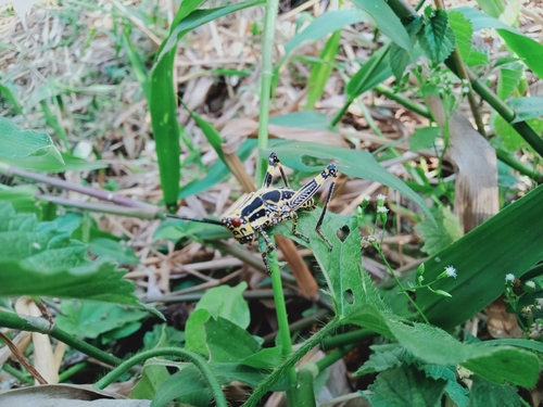 Variegated grasshopper