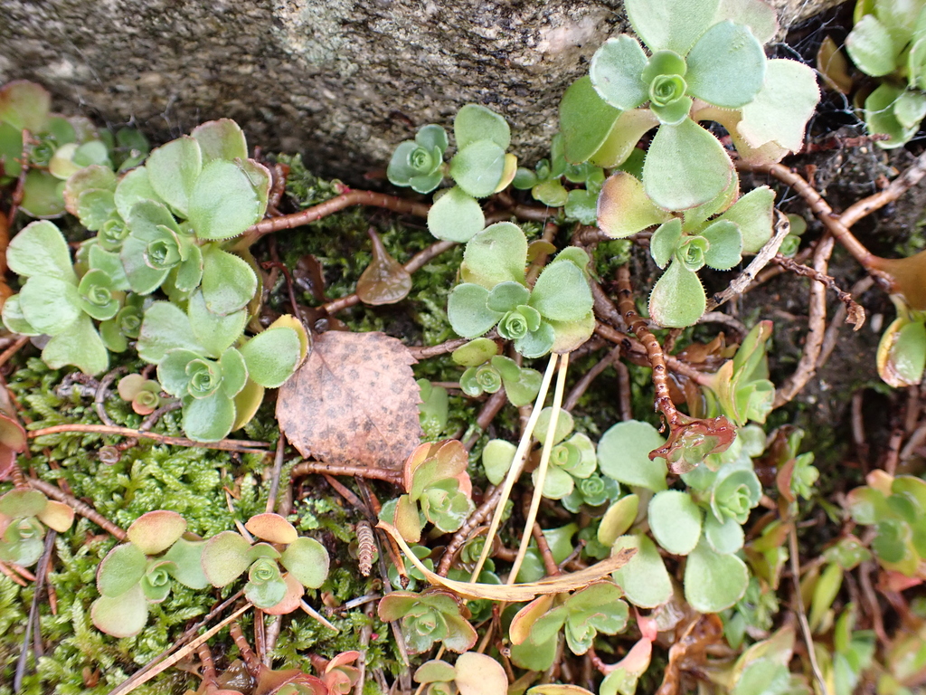 Sedum