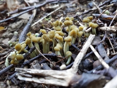 Leotia lubrica image