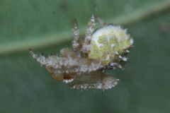 Araneidae