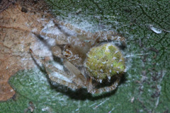 Araneidae