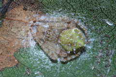 Araneidae