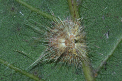 Fulgoromorpha