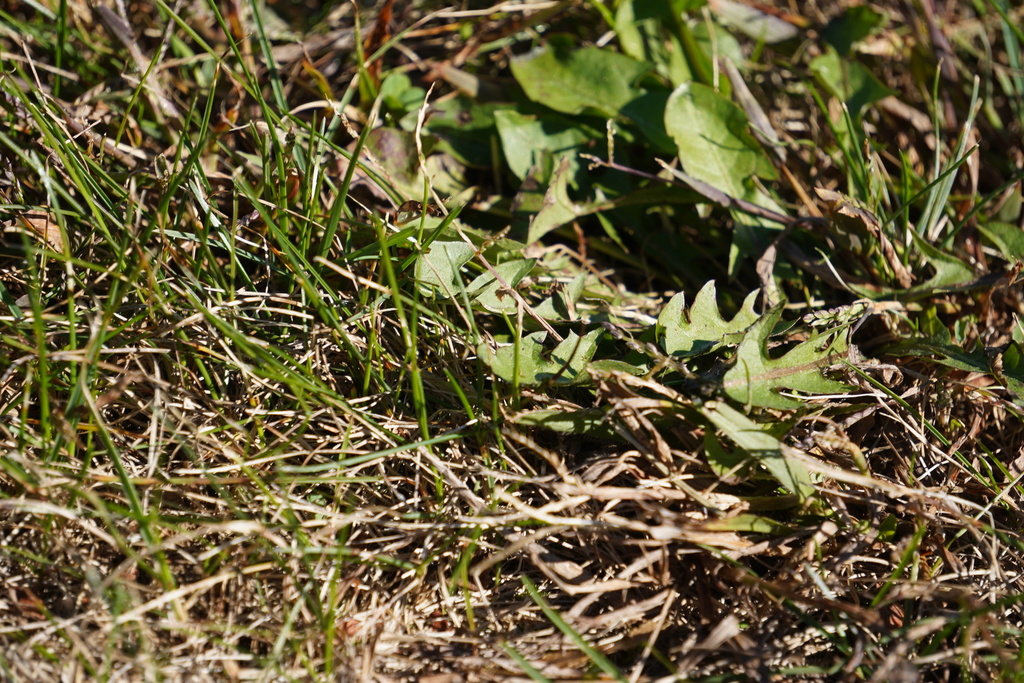 Taraxacum officinale