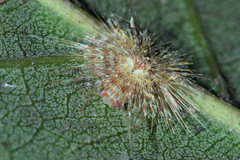 Fulgoromorpha