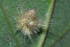 Fulgoromorpha