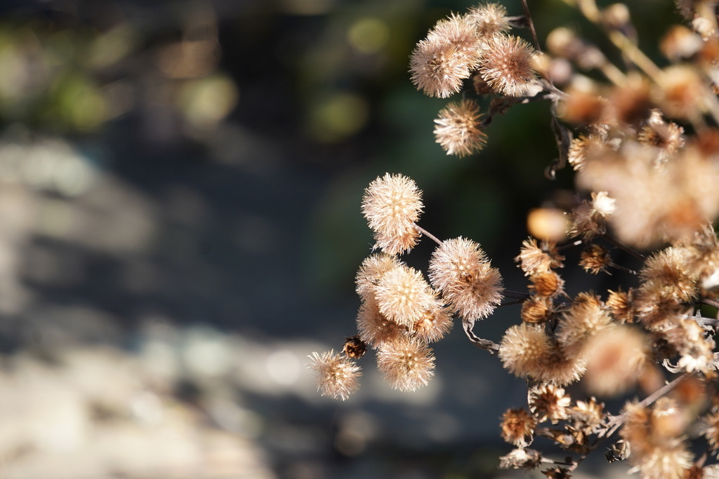 Symphyotrichum novae-angliae