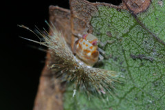 Fulgoromorpha
