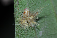 Fulgoromorpha