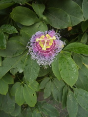 Passiflora cincinnata