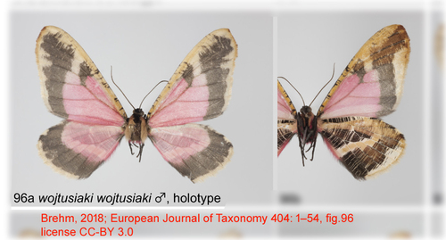 Callipia wojtusiaki