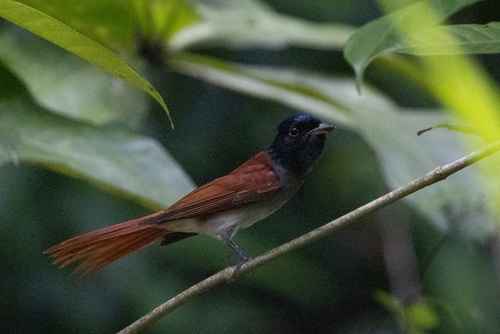 Amur Paradise Flycatcher (Terpsiphone incei), photo 3