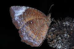 Elymnias hypermnestra hypermnestra