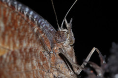 Elymnias hypermnestra hypermnestra