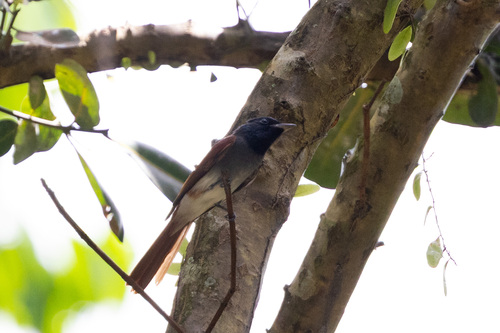 Amur Paradise Flycatcher (Terpsiphone incei), photo 9