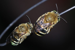 Amegilla