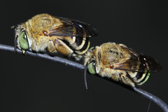 Amegilla