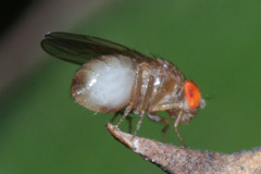 Diptera