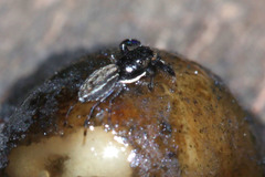 Salticidae