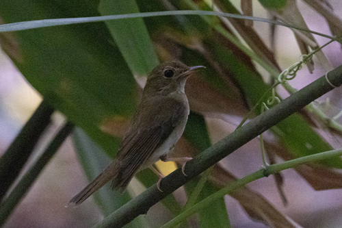 Weißkehl-Dschungelschnäpper (Cyornis brunneatus)