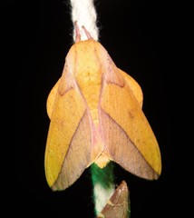 Syssphinx bisecta