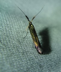 Coleophora mayrella