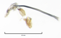 Liriomyza flavocentralis