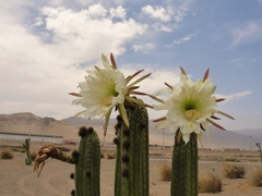 Trichocereeae