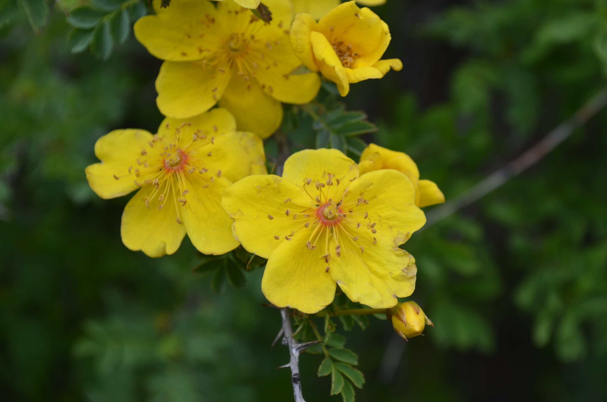 Rosa ecae