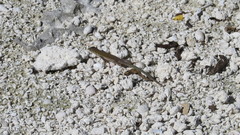 Aspidoscelis cozumela