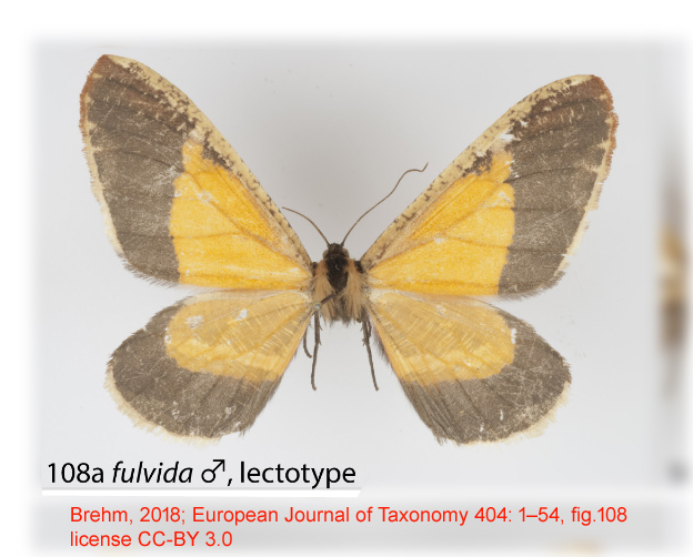 Callipia fulvida