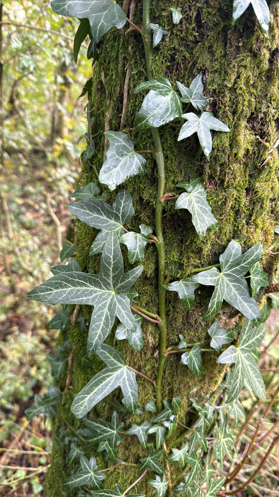 Hedera helix
