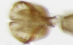 Liriomyza flavocentralis