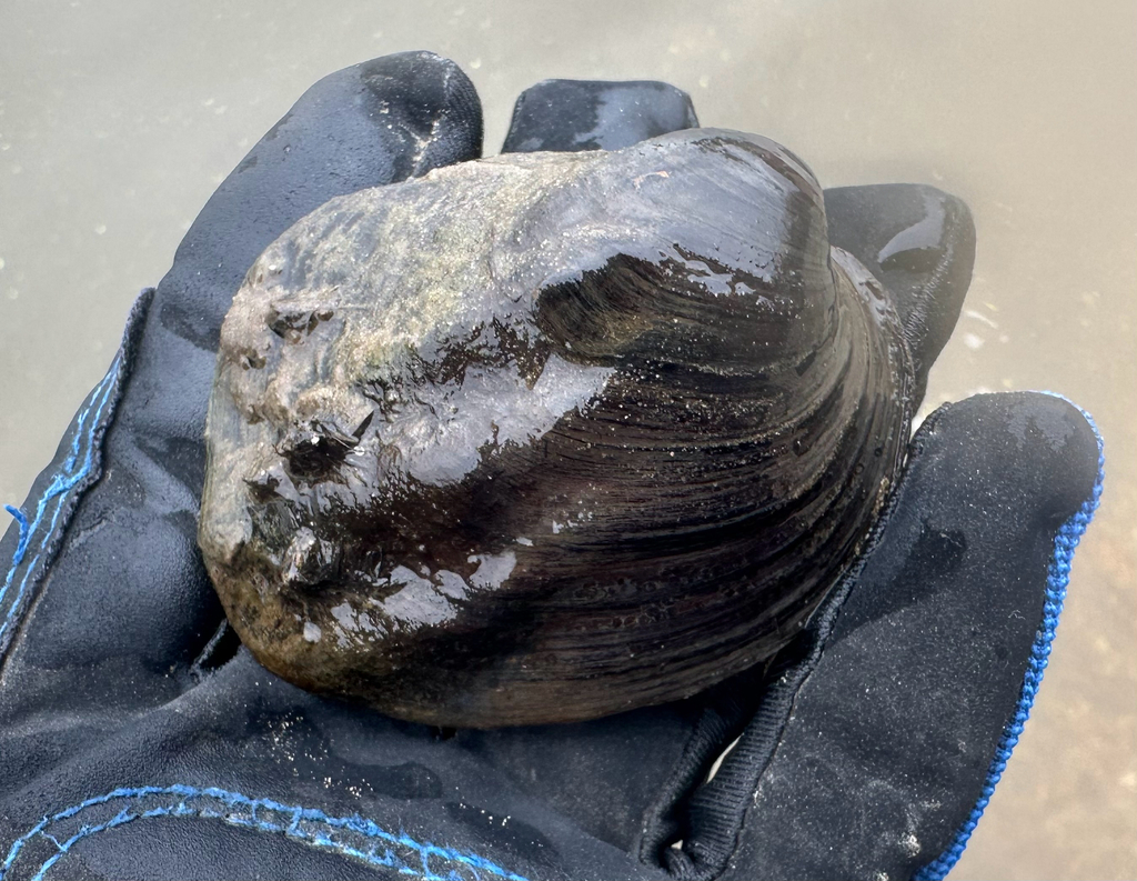 Three-ridge Mussel from Bagley, WI, US on October 25, 2025 at 11:24 AM ...
