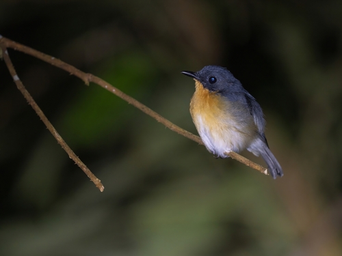 Rufous-throated Flycatcher (Ficedula rufigula), photo 1