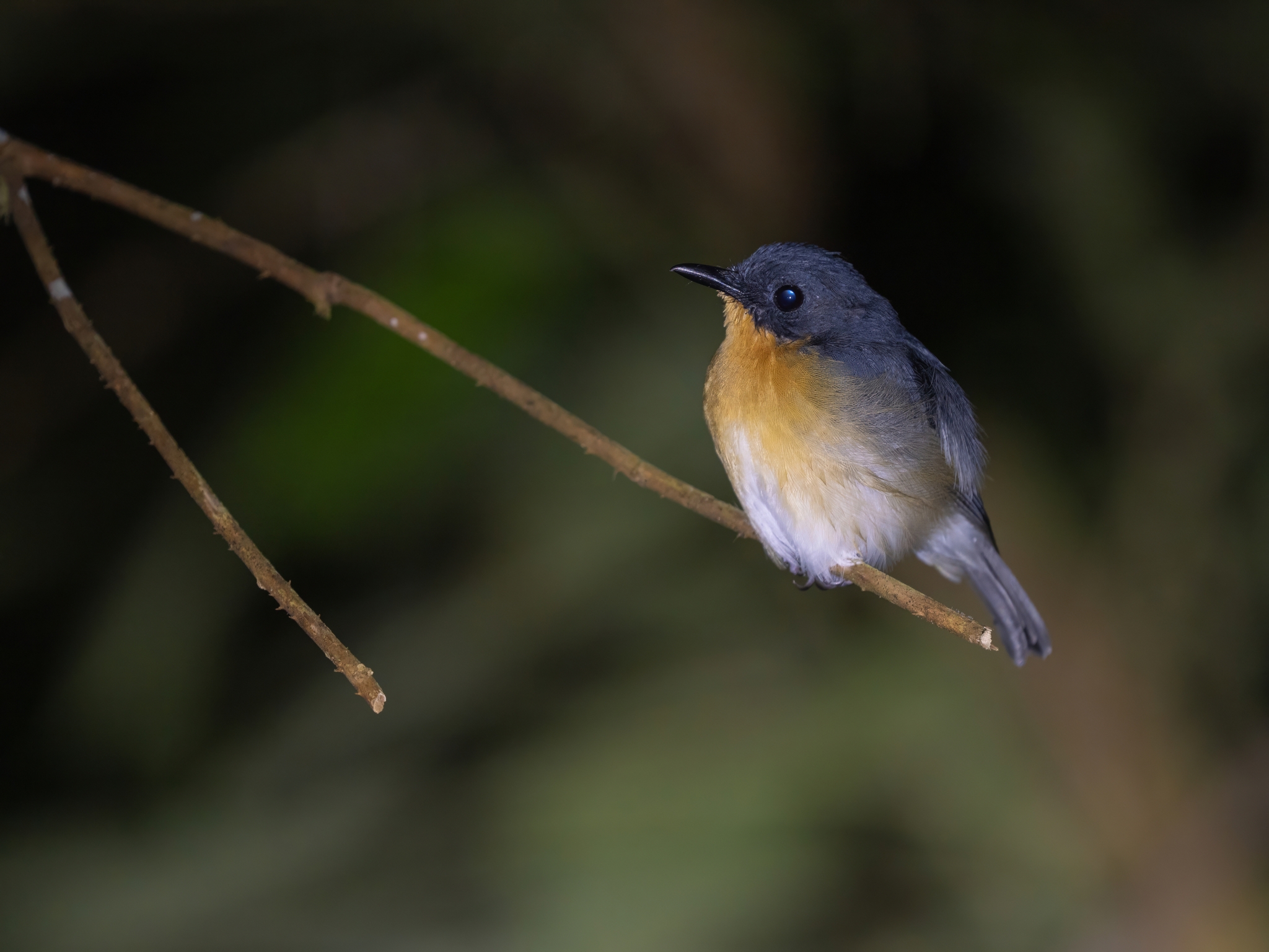 Rufous-throated Flycatcher (Ficedula rufigula), photo 4
