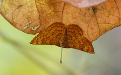 Emesis vulpina