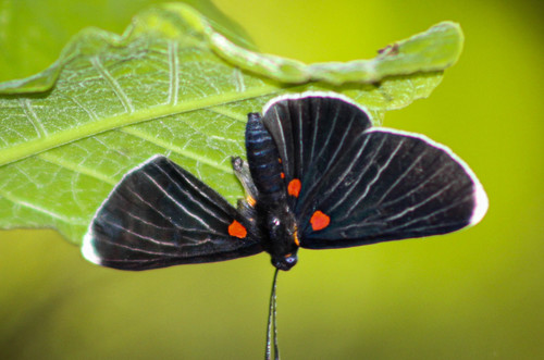 White-tipped Metalmark