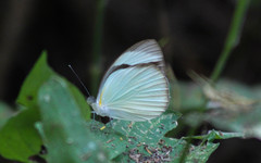 Itaballia demophile centralis