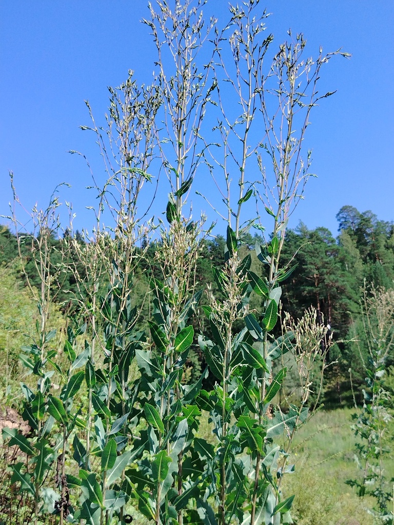 Lactuca sativa
