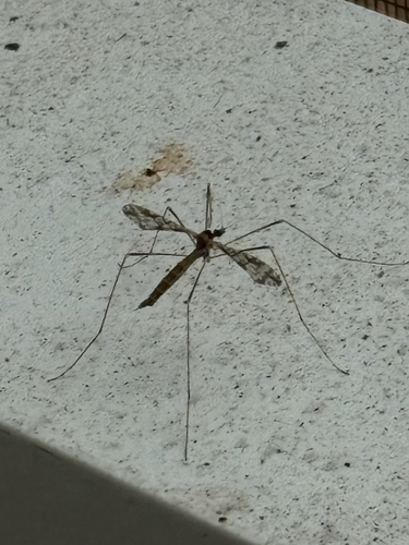Unknown species found near Ferndale Pl, Tallahassee, FL, US