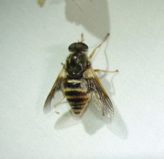 Goniops chrysocoma