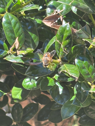 Unknown species found near South Rd, Chapel Hill, NC, US