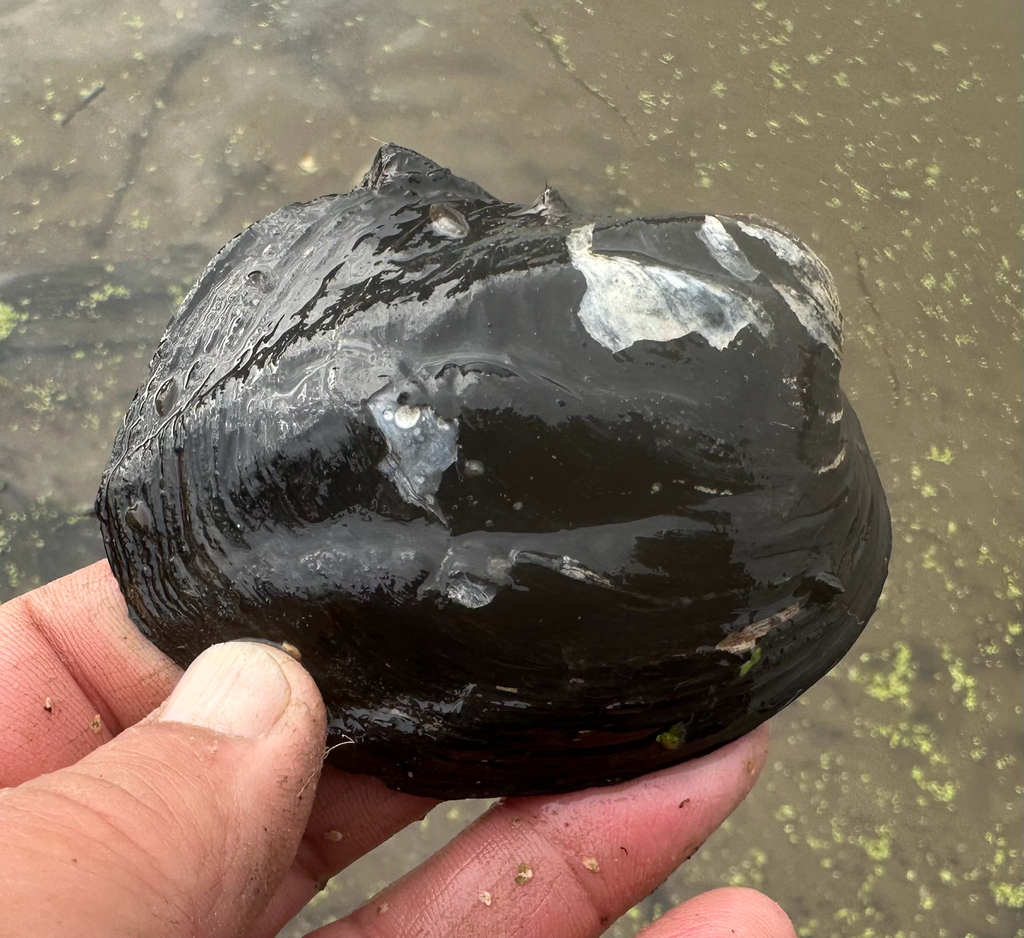 Three-ridge Mussel from Prairie Du Chien, WI, US on October 25, 2025 at ...